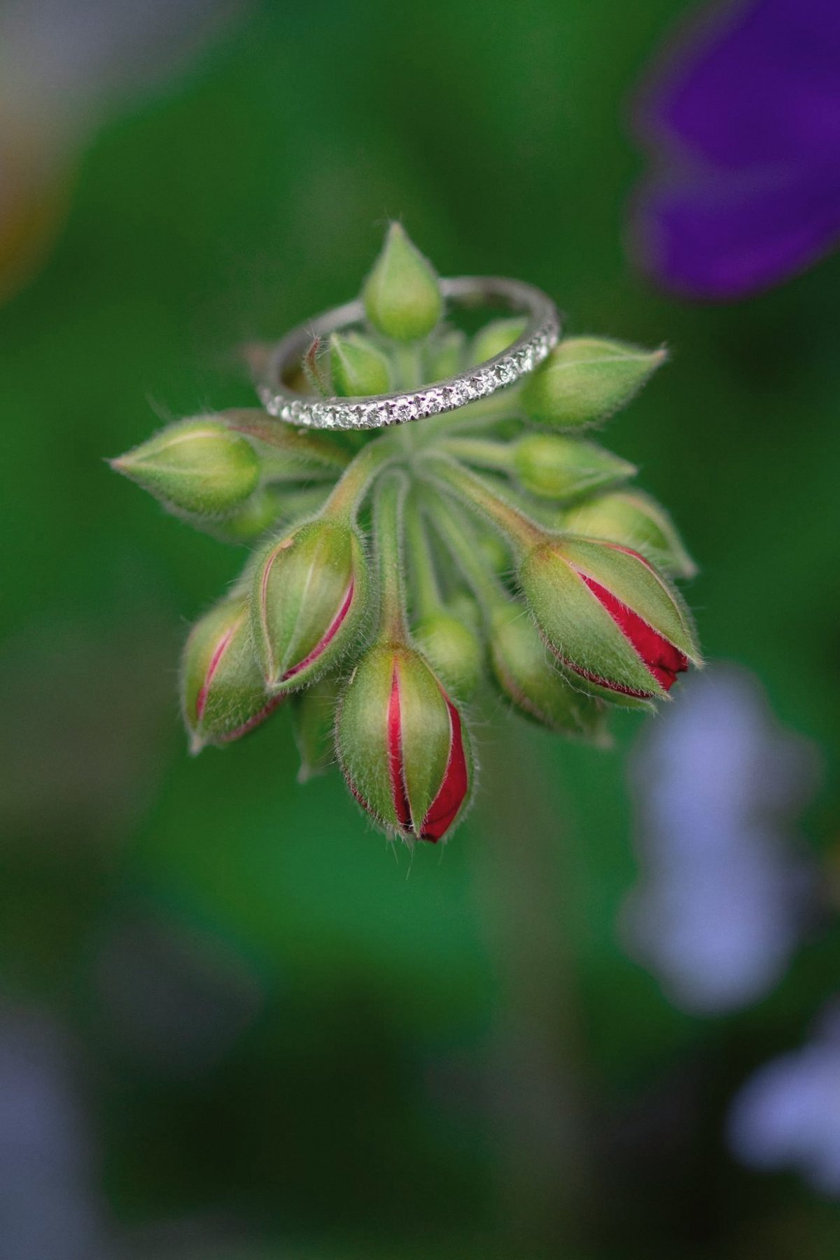 Wedding rings resting on a green and red flower bud